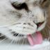 The Very Best Diet for Dogs, According to Vets