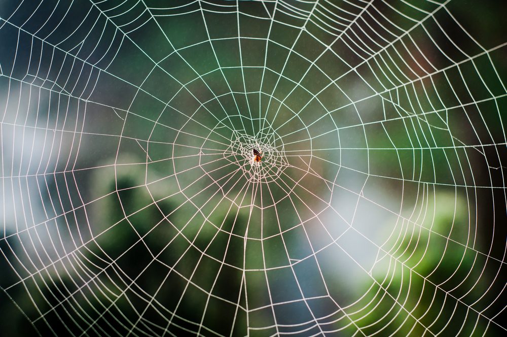 14 of the Most Beautiful Spider Webs Ever Found in Nature