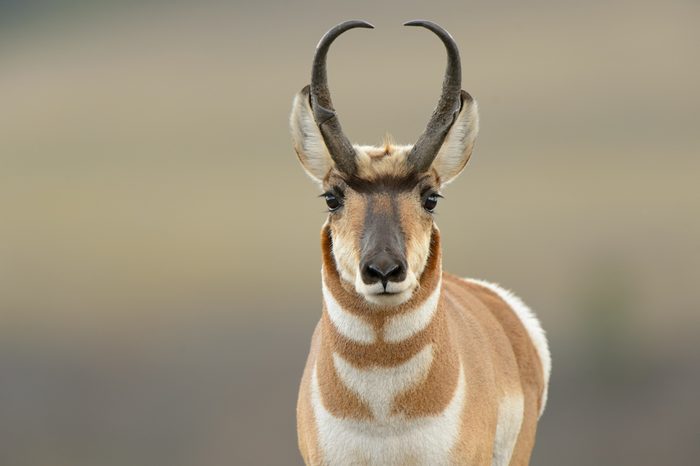 Pronghorn (Antilocapra american) - Curious