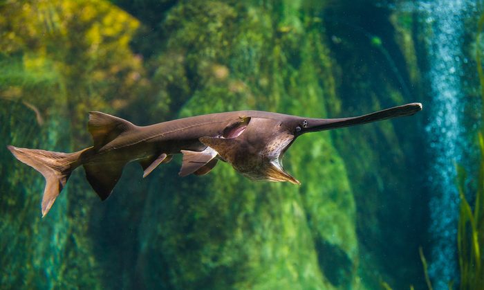 The Mississippi Paddlefish