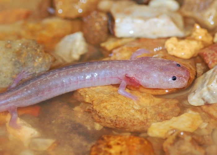 A blind cave salamander in a cave stream - Grotto Salamander, Eurycea spelaea