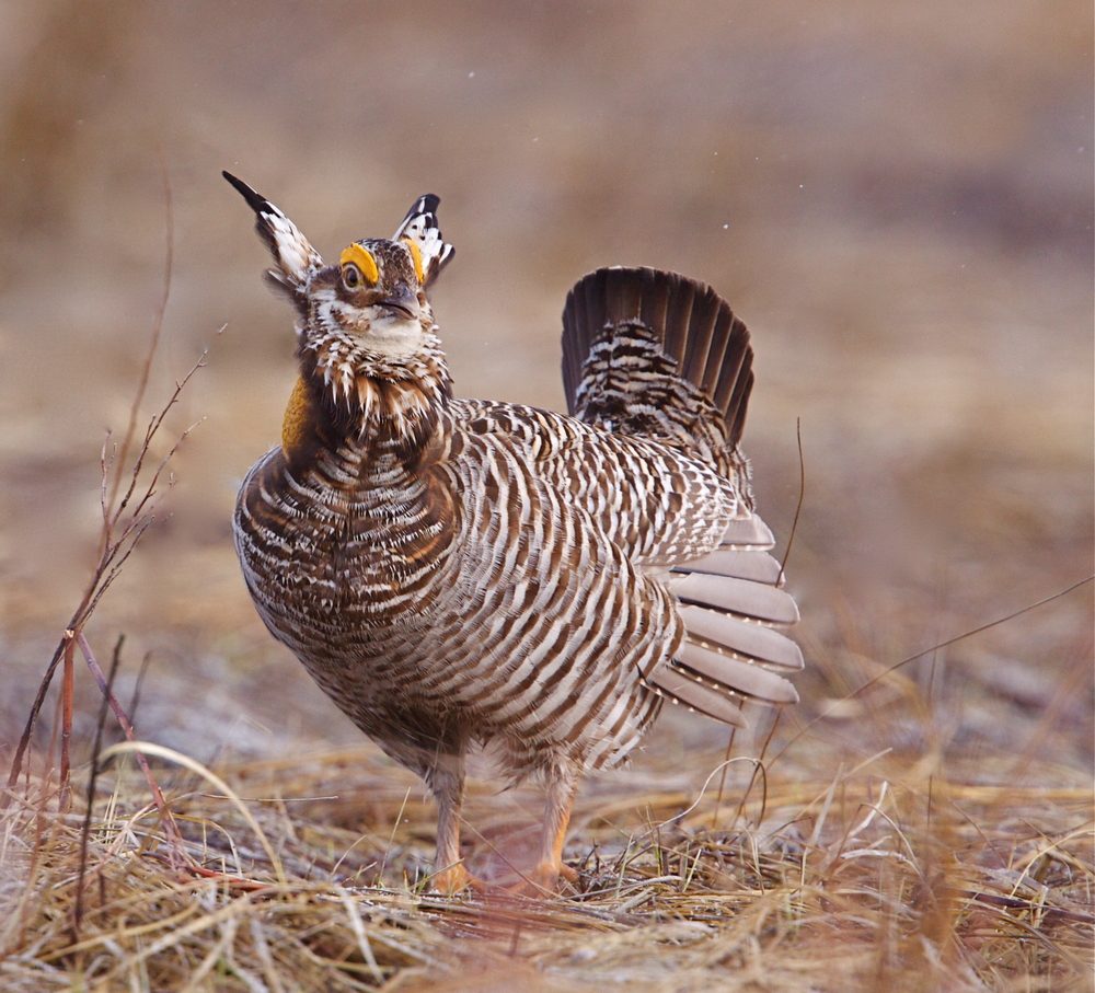 13 Facts About Animals That Have Gone Extinct in the Last 125 Years