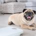 Dog Depression: 9 Signs Your Dog Is Sad