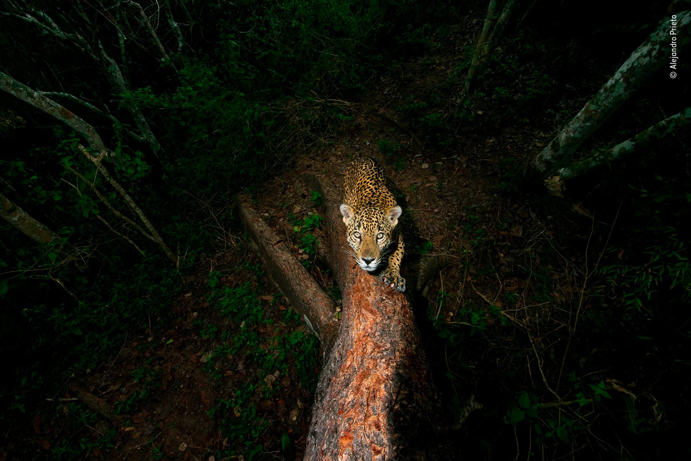 Jaguar