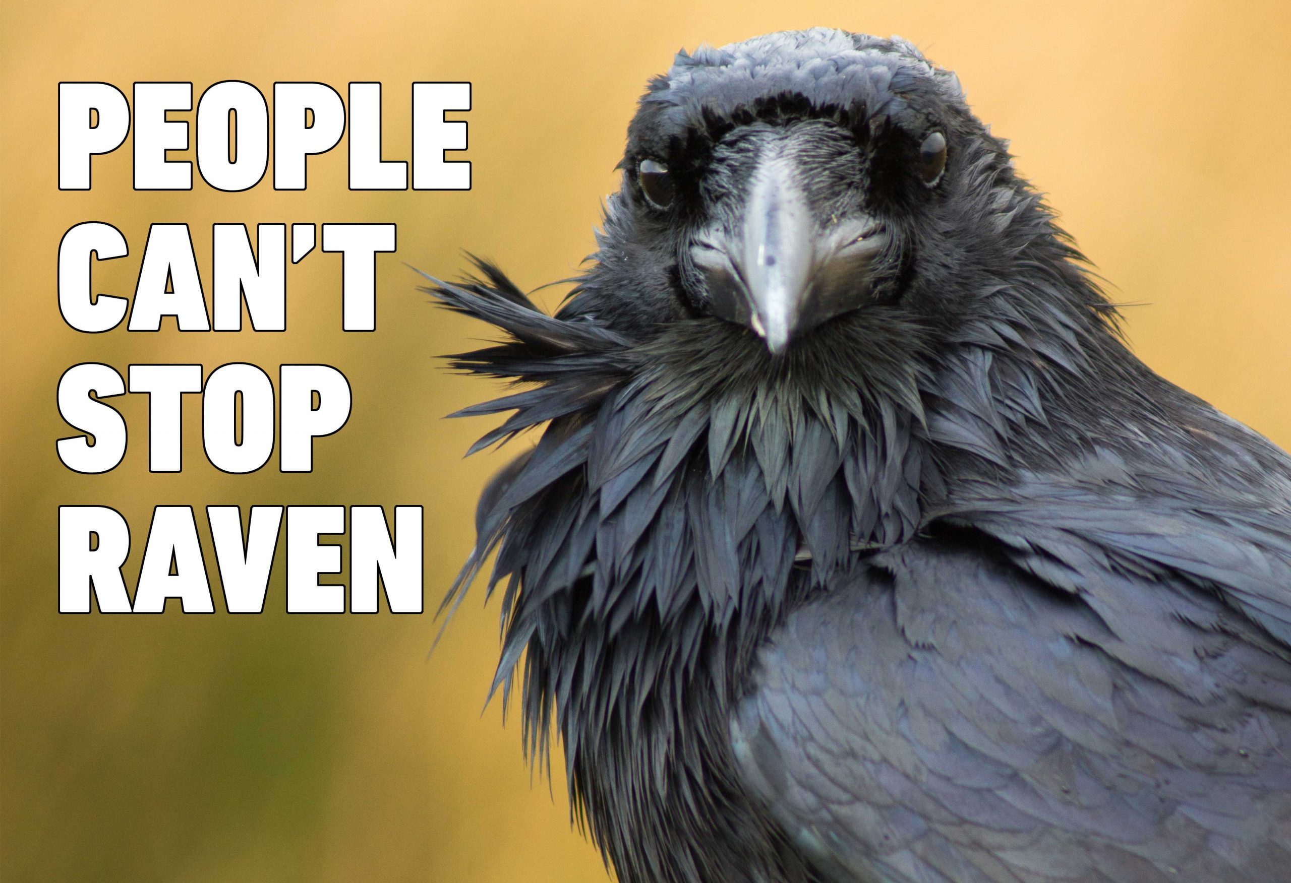 raven