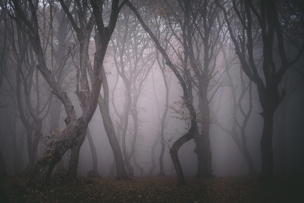 12 True Stories from the Most Haunted Forests in the World