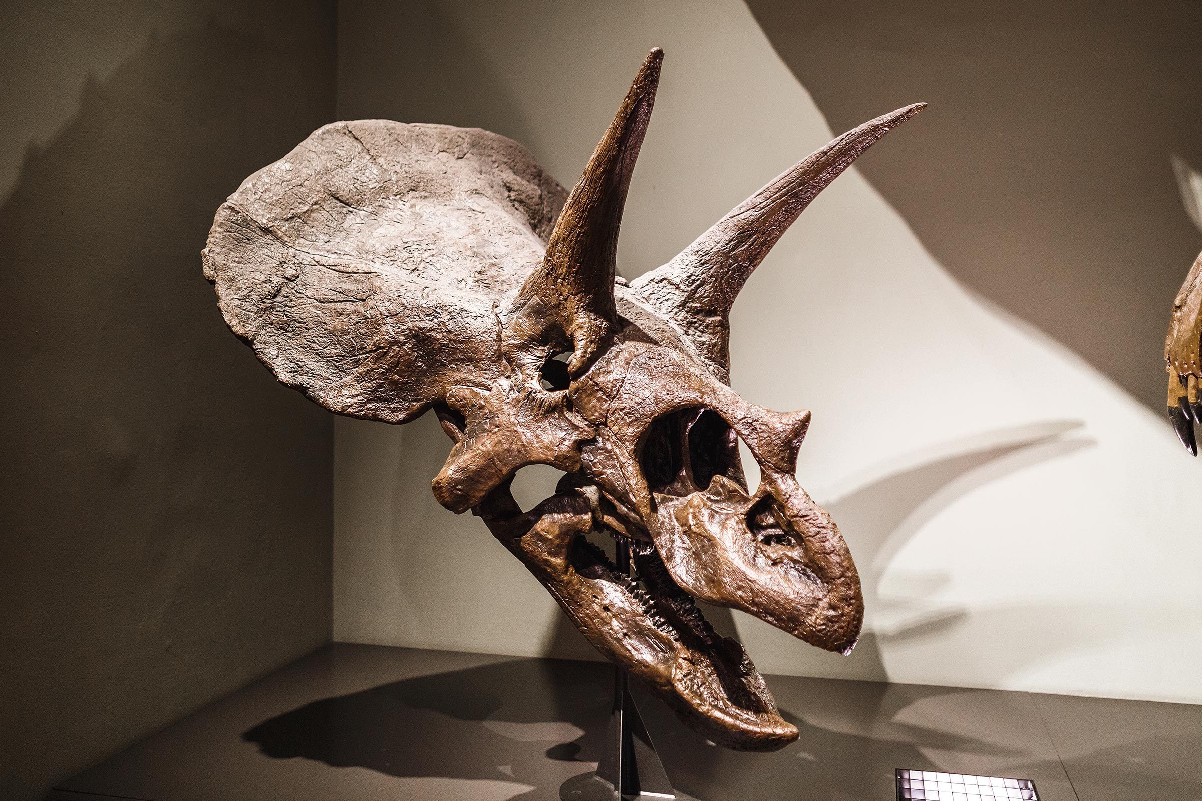 13 Things That Could Happen If Dinosaurs Were Still Alive