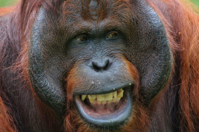 The orangutans are three extant species of great apes native to Indonesia and Malaysia. Orangutans are currently only found in the rainforests of Borneo and Sumatra.Â