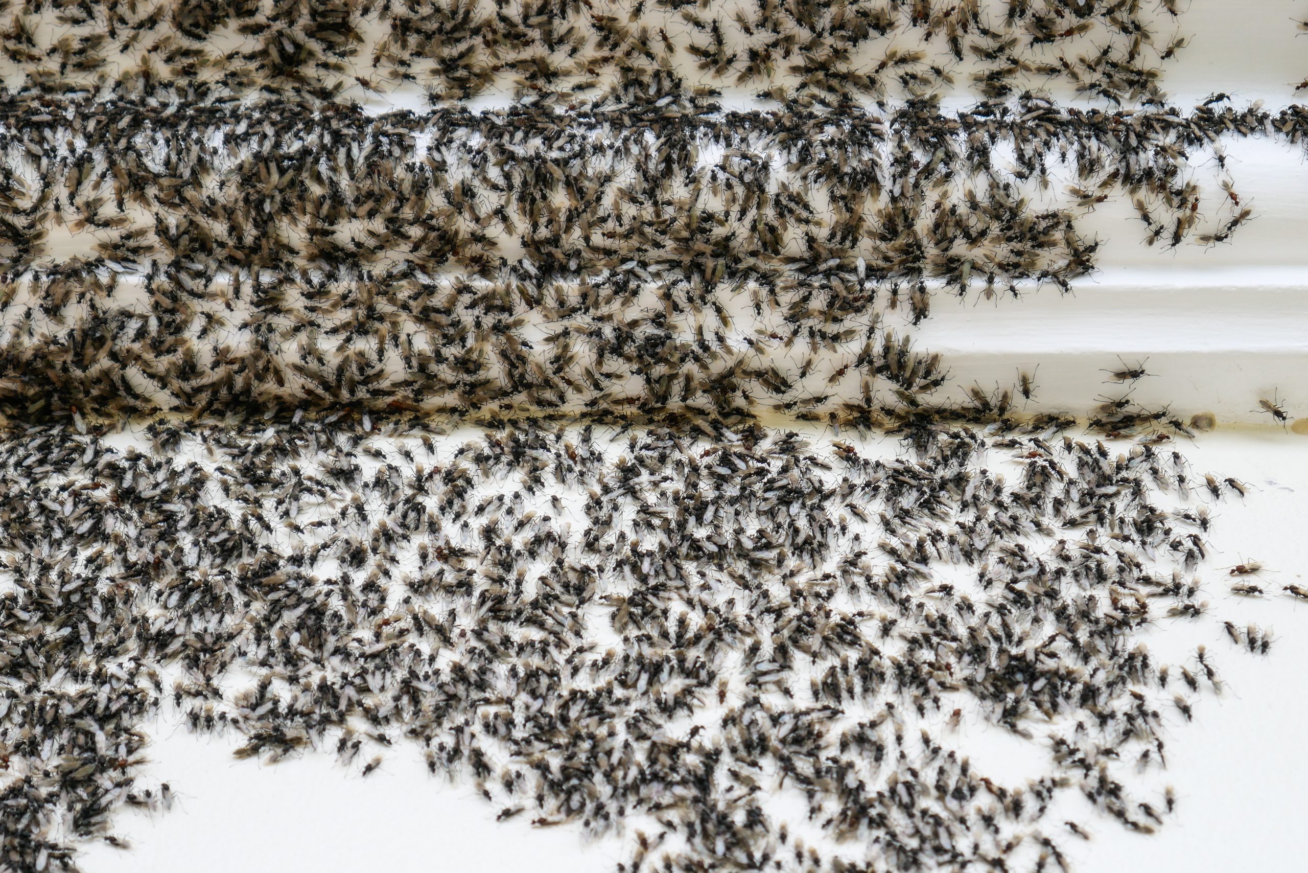 15 Household Items That Kill Ants Once and for All