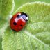 Your Complete Guide to Indoor Plants: How to Keep Them Happy, Healthy and Green