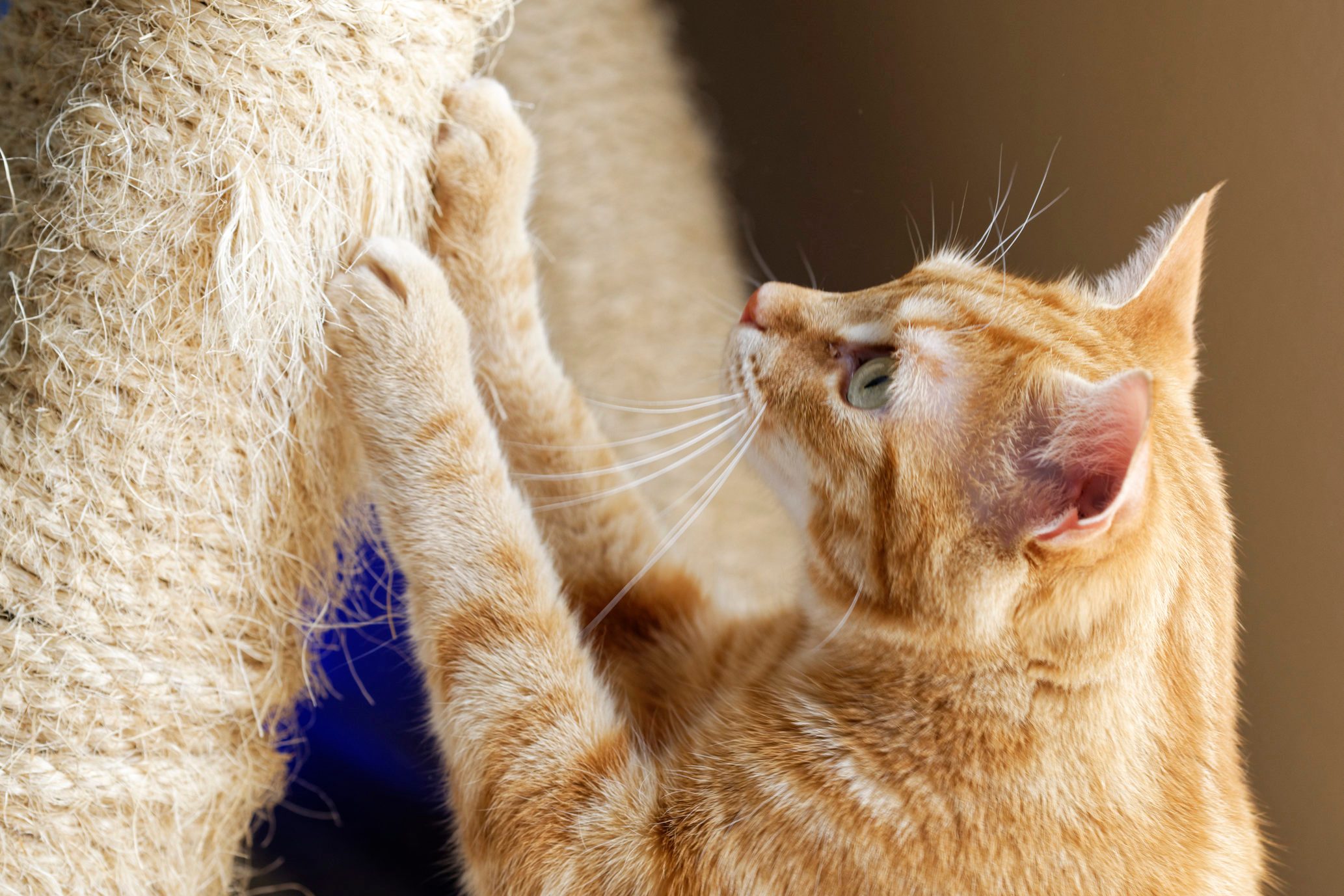 How Safe Is Cat Declawing—And What Are Your Other Options?