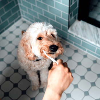 Failed to download image from https://f-cce-5822-v2.rdu.r.tmbi.com/wp-content/uploads/2022/04/dogs-brushing-teeth-GettyImages-1322177838.png. Image size exceeds the limit.
