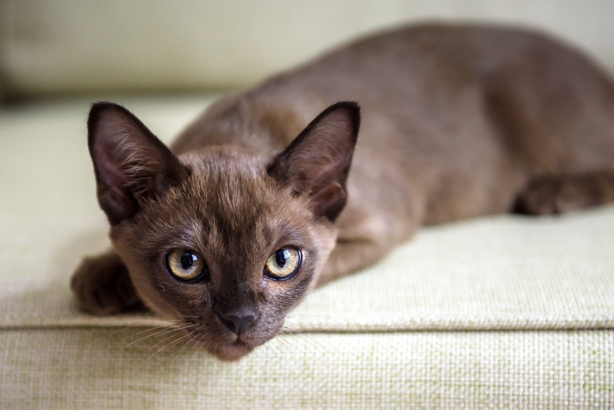 Burma cat lying on coach, cute brown Burmese kitten looking at camera indoor. Portrait of playful Burmese European cat about 3 months
