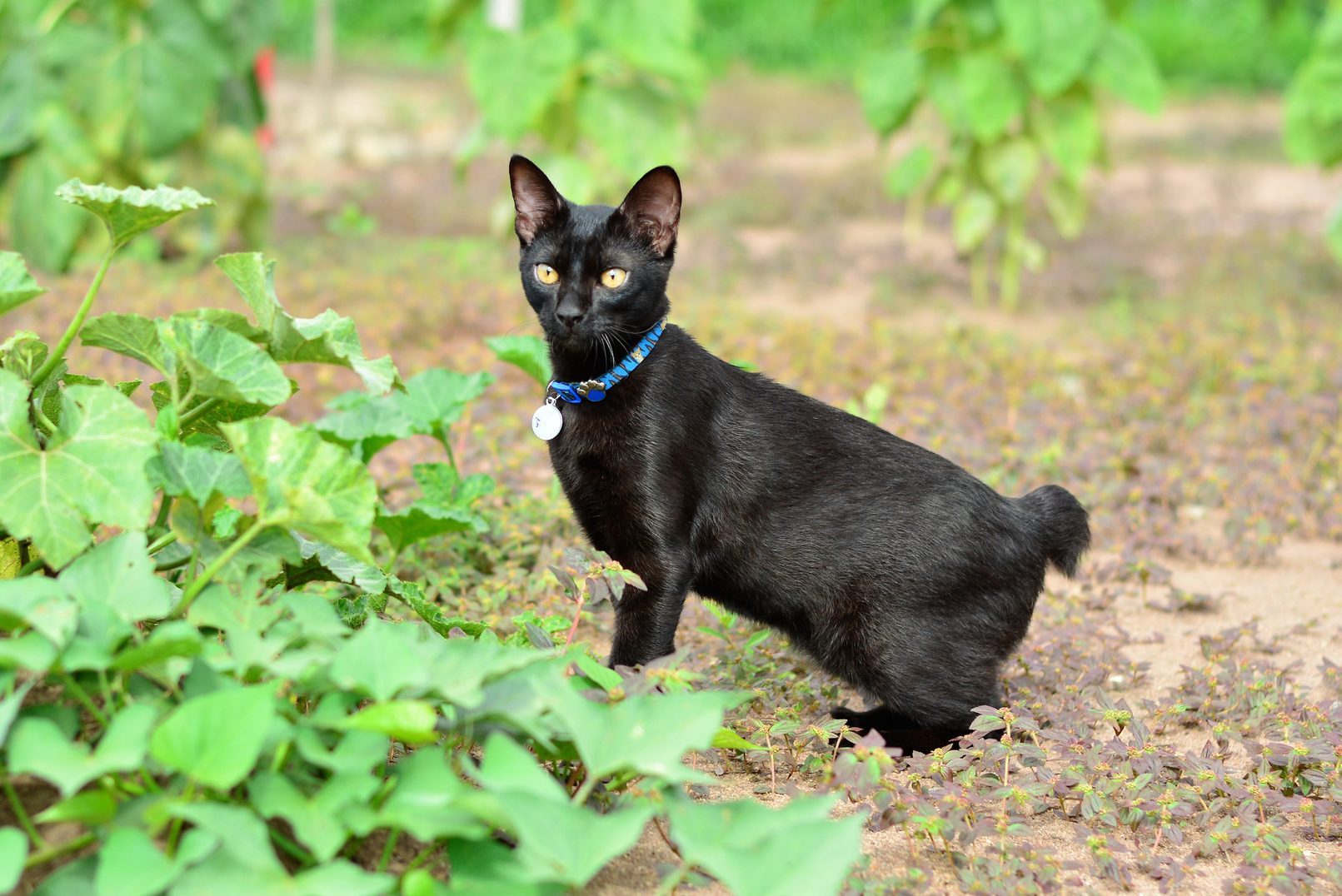 Bobtail cat and sweet potato plantation