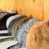 These Are the 12 Rarest Cat Colors and Patterns