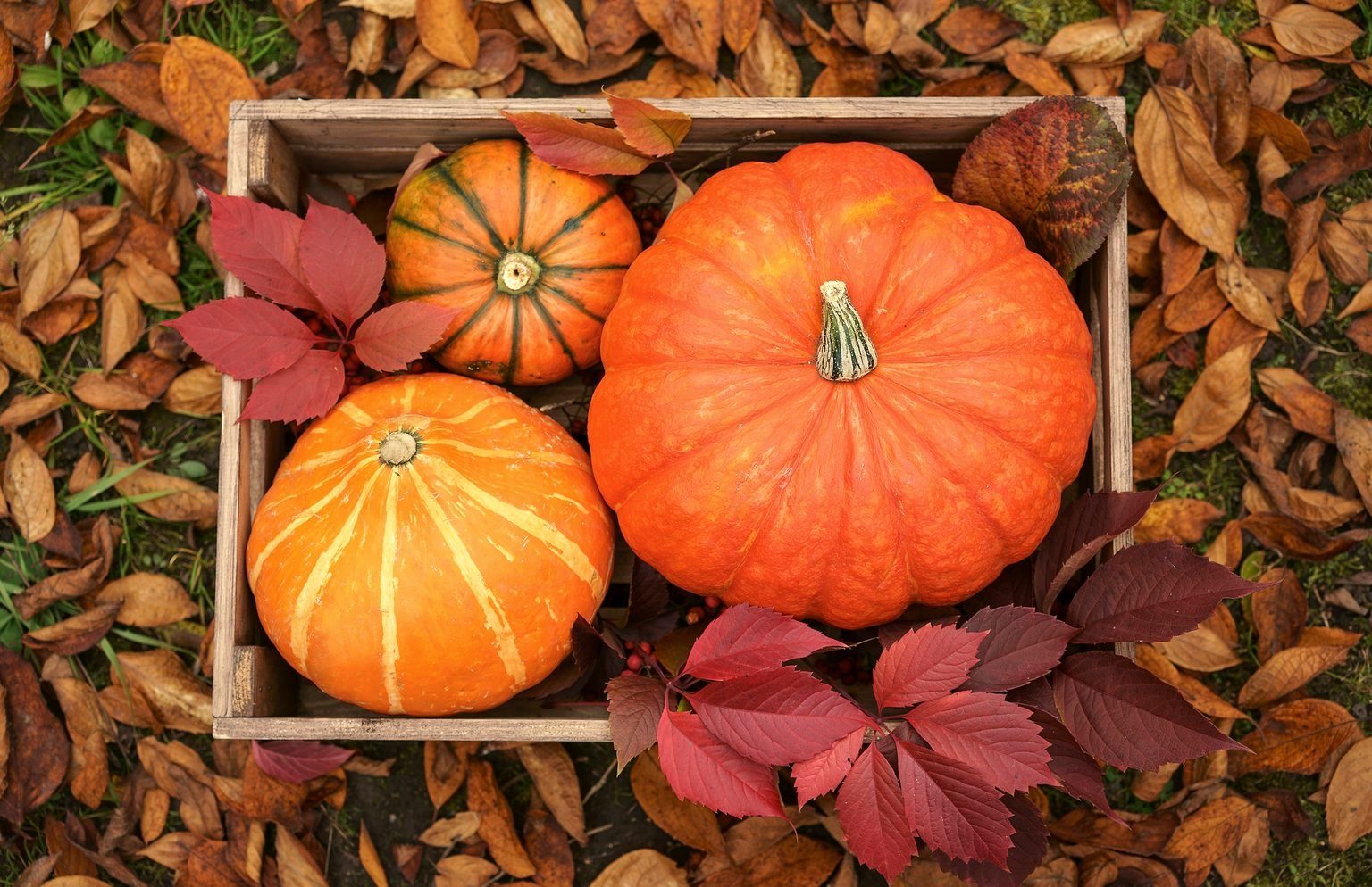 When Is the First Day of Fall? The Autumnal Equinox in 2025