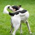 Why Do Dogs Eat Dirt?