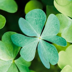 Why Four Leaf Clovers Are Considered Lucky