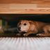 Should You Let Your Dog Sleep in Your Bed?