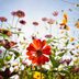 These Are the Most Popular Flowers in Every State