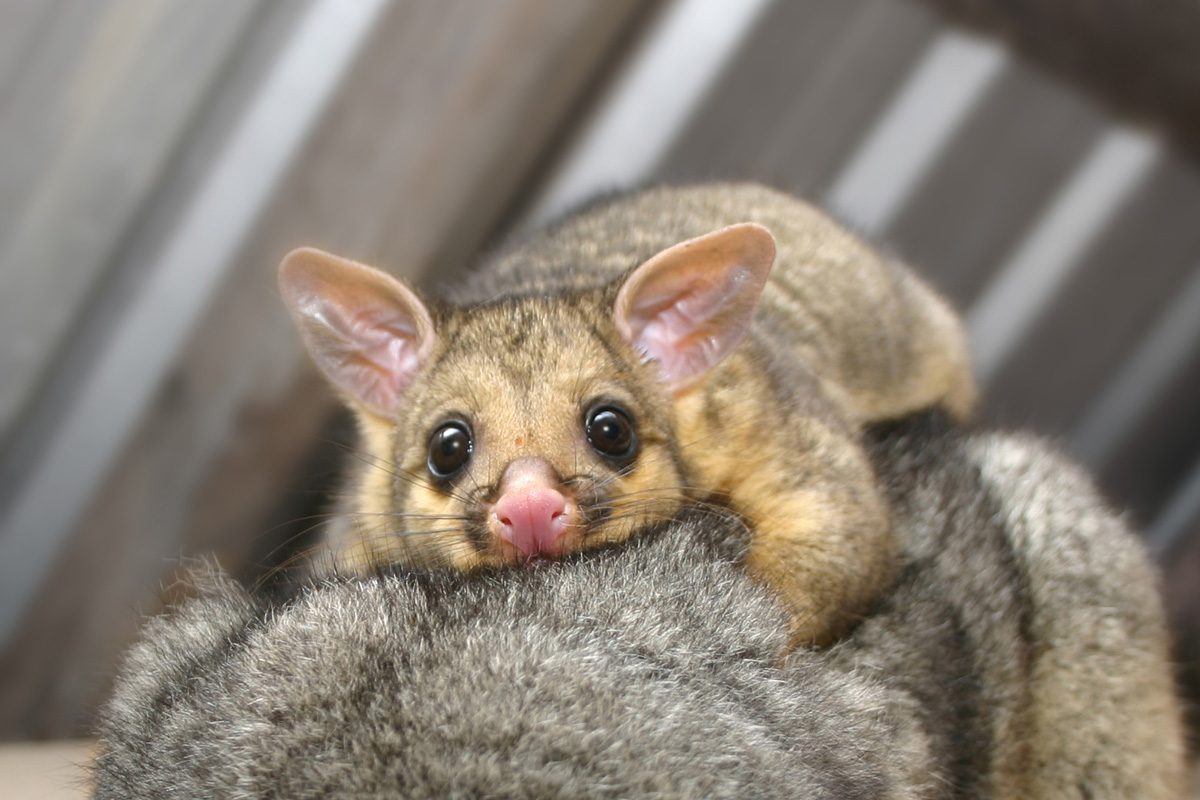 25 Possum Pictures That Will Convince You They’re Actually Cute