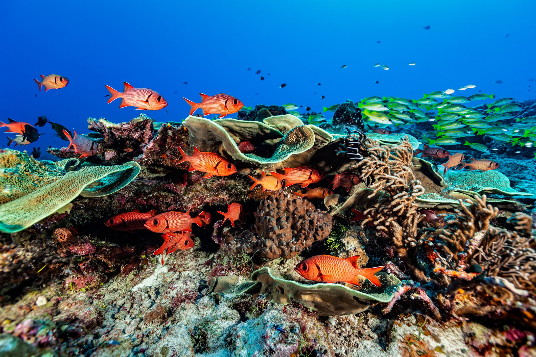 12 of the Most Beautiful Underwater Ocean Sights in the World