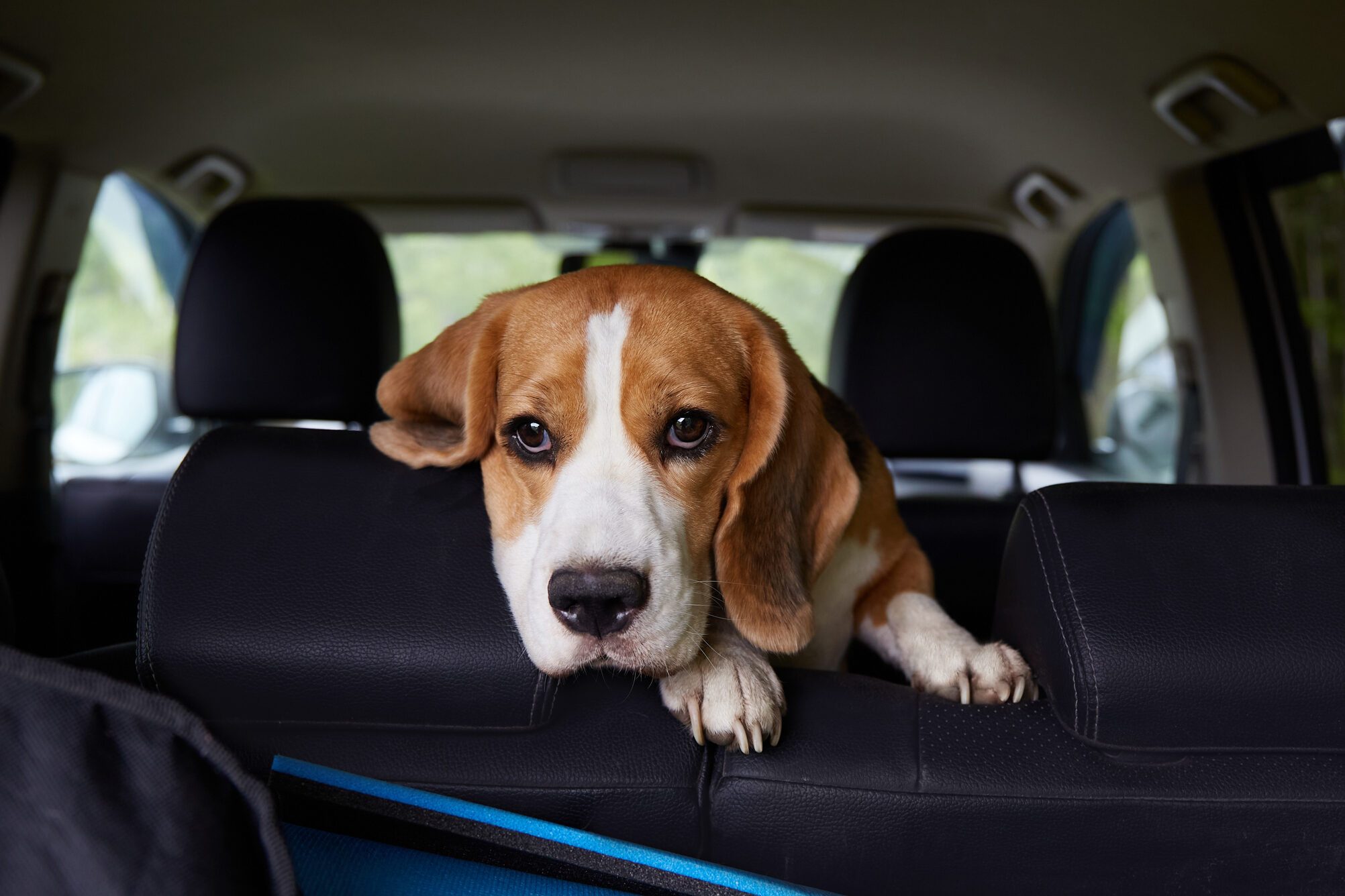 A beagle dog is sitting in the car and waiting for a ride.