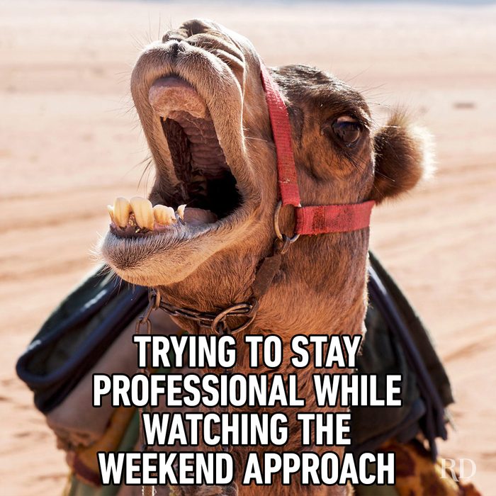 Hump Day Memes 1