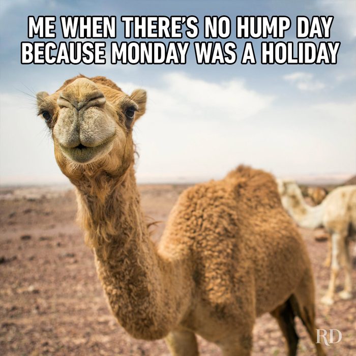 Hump Day Memes 10