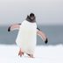 13 Things You Never Knew About Penguins (and How to Help Them)