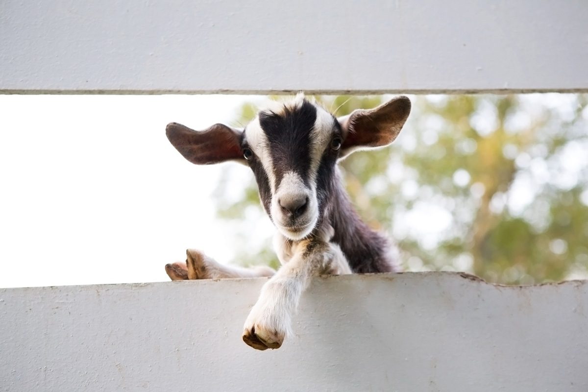 goat looking through fence