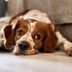 8 Natural Remedies for Arthritis in Dogs