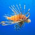 13 of the Weirdest Deep Sea Creatures