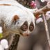 10 Scary Facts Behind the World's Most Adorable Animals